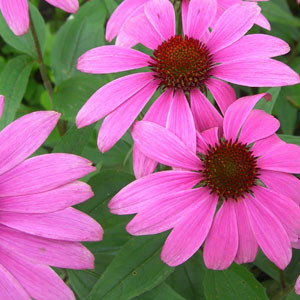 Echinacea